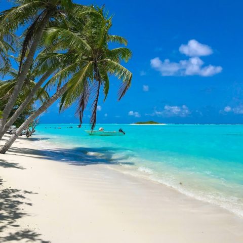 Playa tropical con palmeras verdes