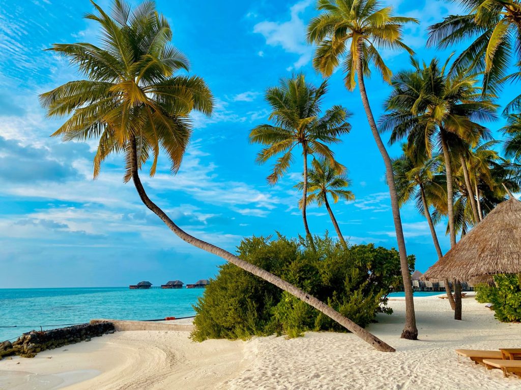 palmera en la orilla de la playa durante el día